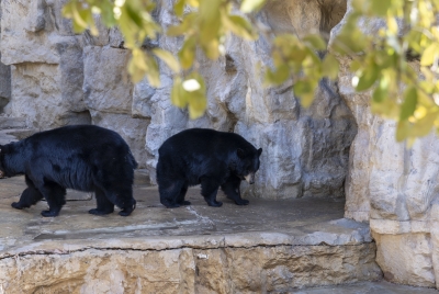 SA Zoo Black Bears March 2025